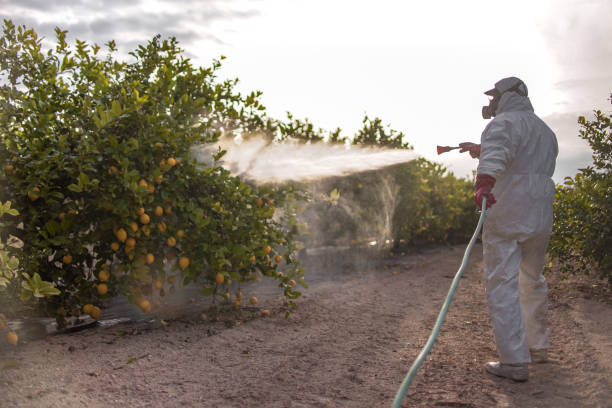 Best Affordable Pest Control Services  in Fort Oglethorpe, GA