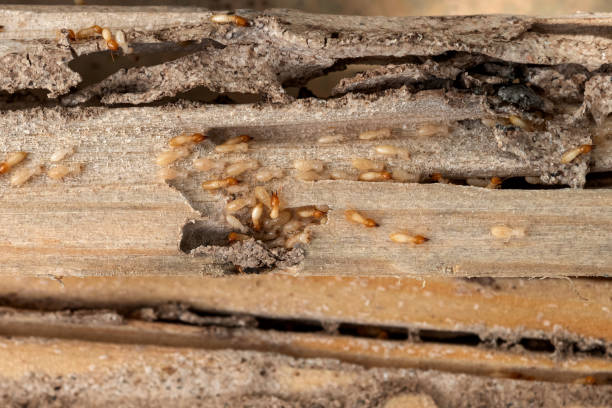 Best Pest Control for Homes  in Fort Oglethorpe, GA