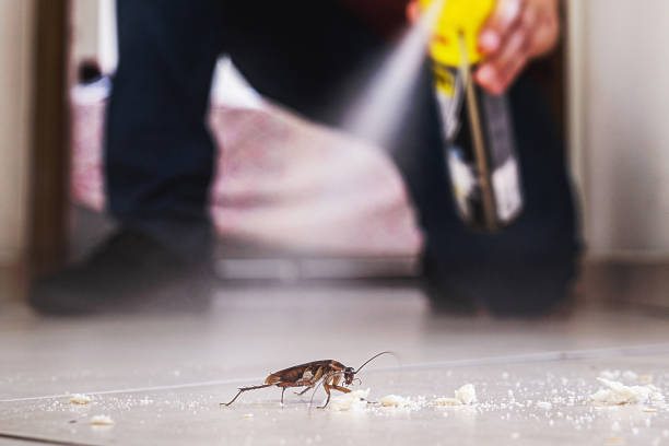 Best Spider Control Near Me  in Fort Oglethorpe, GA